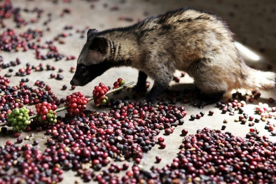 Sự thật phũ phàng phía sau mỗi ly cà phê giá 'khủng'